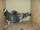 vanduti