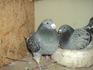 vanduti
