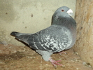 DSC00680