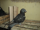 pui 2011