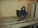 DSC00686