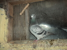 DSC00690