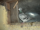 DSC00692