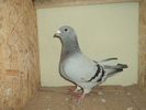 F 2008 rezervata