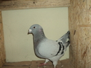 DSC00696