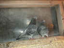 DSC00698