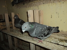 DSC00702