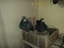 DSC00704