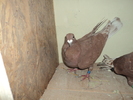 F 2009
