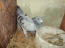 F 2009