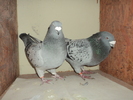 DSC00720