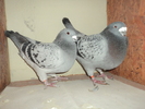 Pereche 2009
