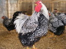 WYANDOTTE ARGINTIU 2012