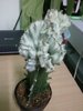 Euphorbia lactea fma. cristata