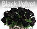 Black-Velvet-2