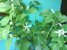 DSC03870