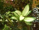 DSC03895