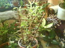 DSC03900