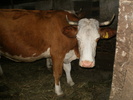 Moli 2