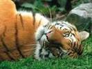 tigru chinez