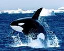 balena ucigasa(orca)