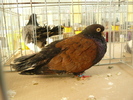 P1070045