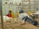 P1070062