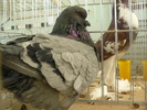 P1070065