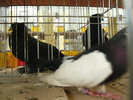 P1070087