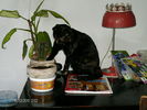 pietricelele astea de la cactus sunt bune de joaca...:))
