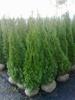 thuja-smarald