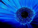 Poze+albastre+-+imagini+albastre+flori+albastre