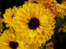 flowers_41