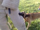 kira-malinois-female-leg-bite-work