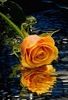 -album-cvetq-xxx-flower-n-nature-facebook-pictures-Kwiaty-BORROWED-picfor-me-yellow-FlOwErS-and-flow