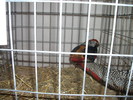 Picture 054