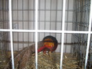 Picture 055