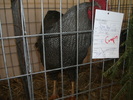 Picture 062