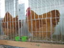 Picture 089