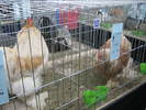Picture 106