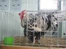 Picture 111
