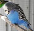 papagal perusi (albastru)