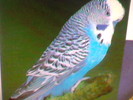 perus albastru