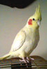 papagal nimfa alb