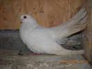 mascul 12.02.2011