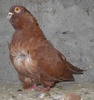 mascul 12.02.2011