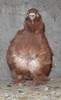 mascul 12.02.2011