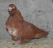 mascul 12.02.2011