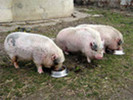porci wietnamezi pitici