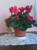 cyclamen